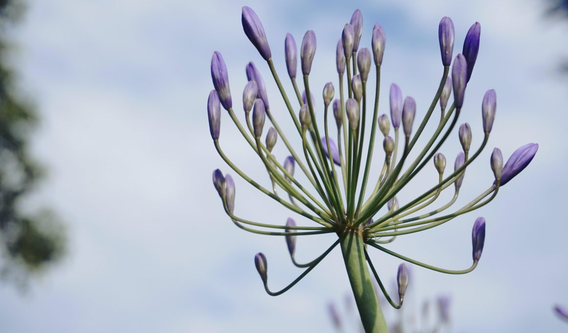 agapanthus