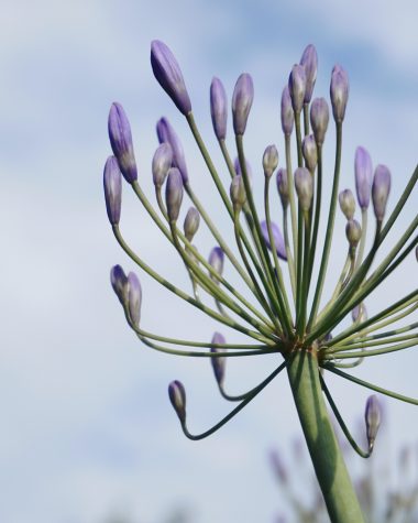 agapanthus