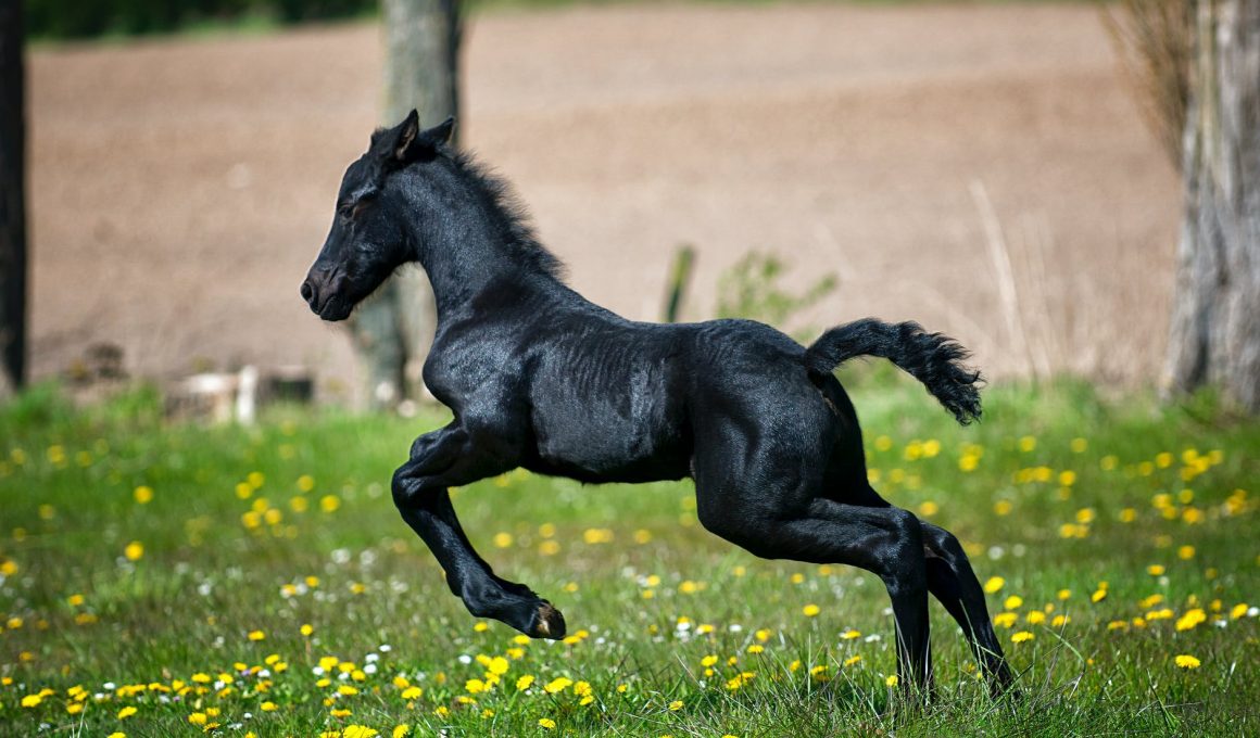 black horse running on grass field with flowers