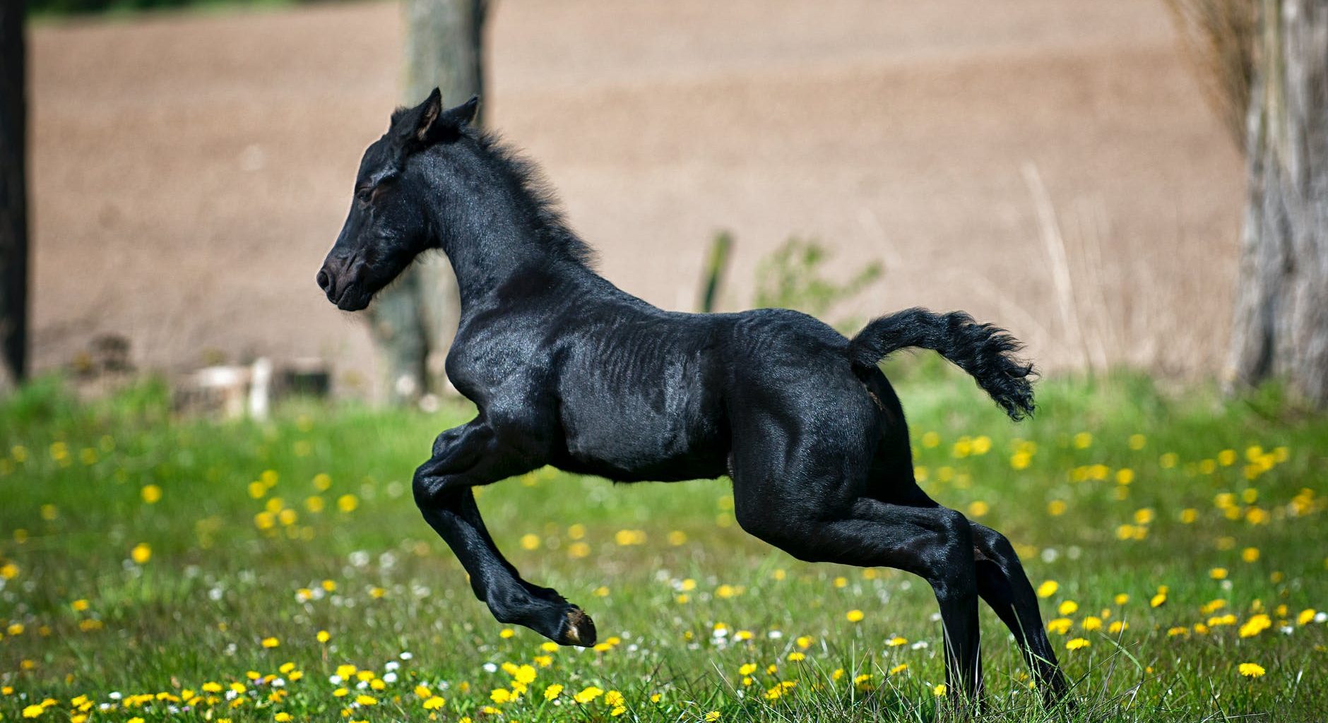 black horse running on grass field with flowers