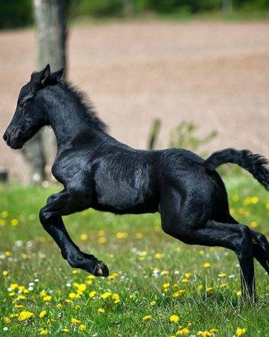 black horse running on grass field with flowers