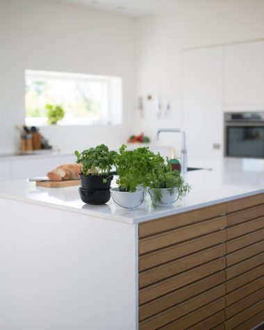 green leafed plants on kitchen island